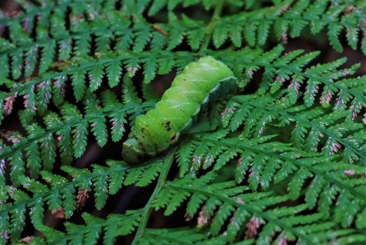 Green caterpillar spotted on a fern in the Vosges