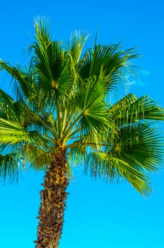 beautiful spreading palm tree on the beach, exotic plants symbol