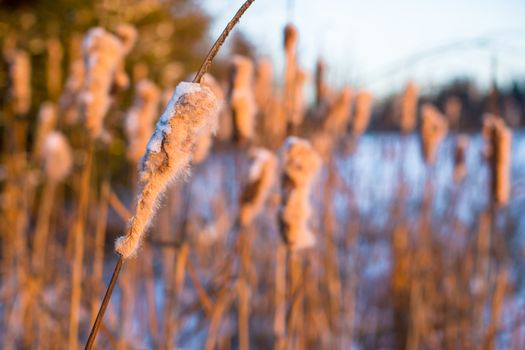 Winter landscape with snow-covered reeds