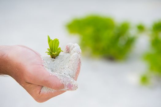 Hands holding green sapling background the white sand