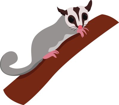 Sugar glider, illustration, vector on white background