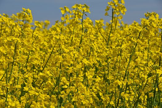 Close up yellow rapeseed flowers in field