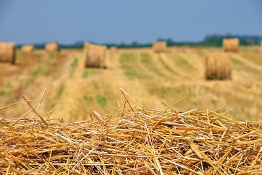 Bales of straw in stubble field after harvesting