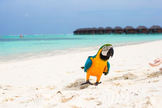 Wild colorful bright parrot on white sand at tropical island in the Indian Ocean