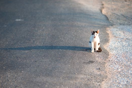 Tricolor homeless cat on the road in Greece
