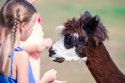 Charming little girl is playing with cute alpaca in the park