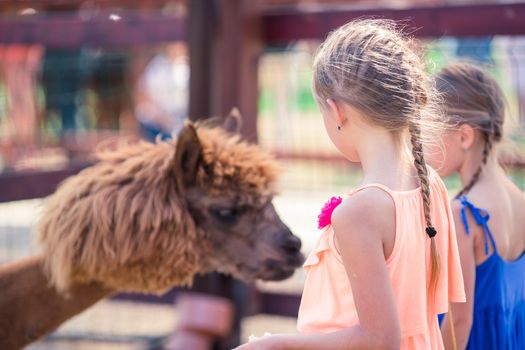Charming little girl is playing with cute alpaca in the park