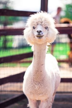Portrait of a sweet white llama - alpaca