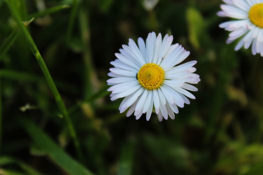 Bellis perenis, detailed white and yellow daisy flower in a green background.