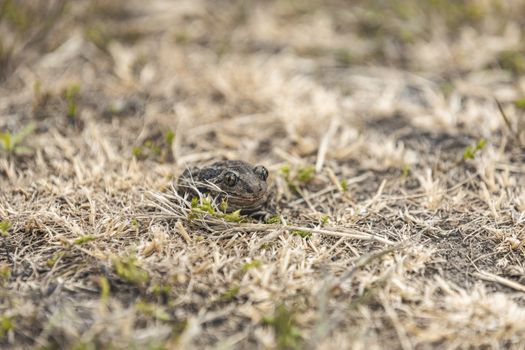 Animal frog garlic toad Pelobates fuscus sitting in the grass. C
