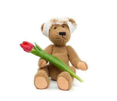 vintage cute brown teddy bear holds in his paw a red tulip, fest