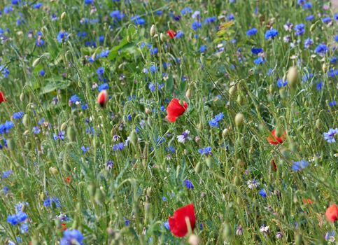field with blue cornflowers and red blooming poppies 