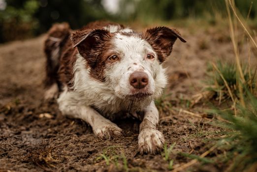 Brown and white Border Collie herding and laying in mud