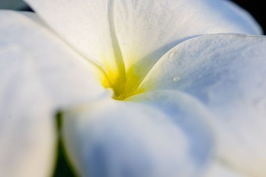 Eaxtreme Close up of beautiful white Bridal Bouquet, Plumeria pu