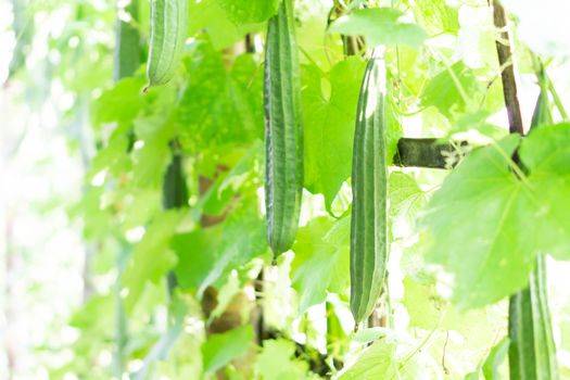 Fresh Angled gourd vegetable on branch, selective focus