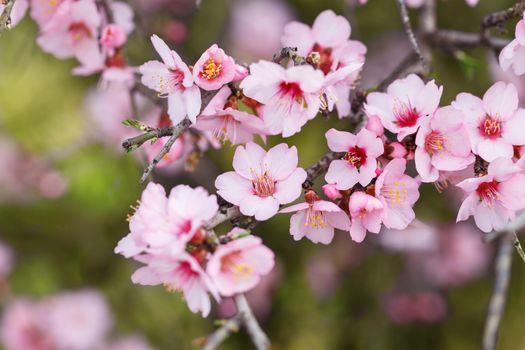 Almond tree blossom
