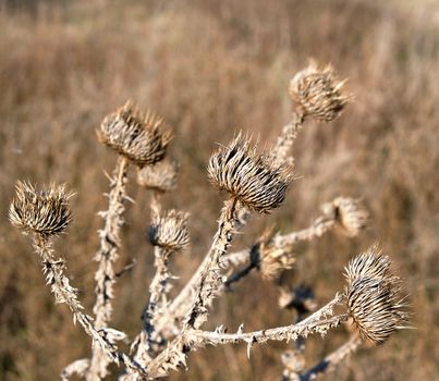 dry thistle growing in the desert spiny, autumn day