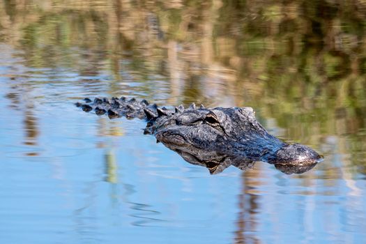 alligator swimming