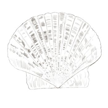 Seashell scallop isolated on white. 