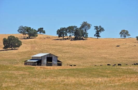 California cattle ranch