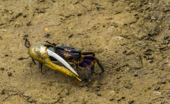 closeup of a male fiddler crab with a large scissor, exotic crustacean specie