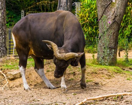 black Banteng bull in the pasture, Endangered animal specie from Ind