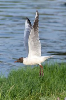 Black-headed Gull takes off along the water.