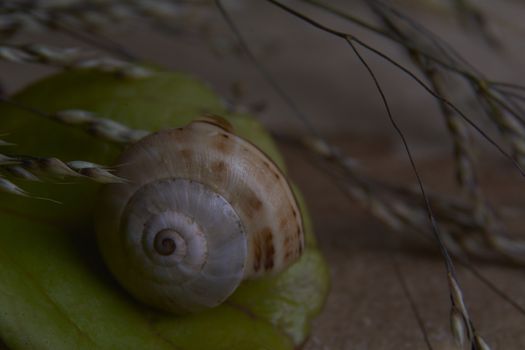 A brown snail on a piece of cut wood