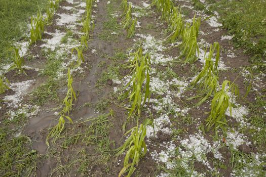 Hail damaged corn field - Storm disaster