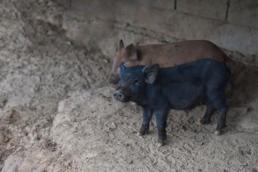 Wild boar. close-up piggy. portrait of a cute pig. Piglet is smi