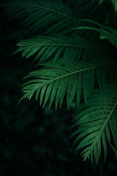 Dark green palm leaves background
