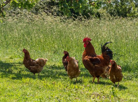 Free range cockerel and hens in Croatia
