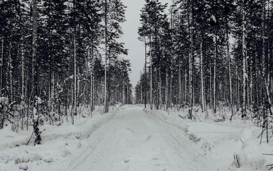 Winter road in pine forest