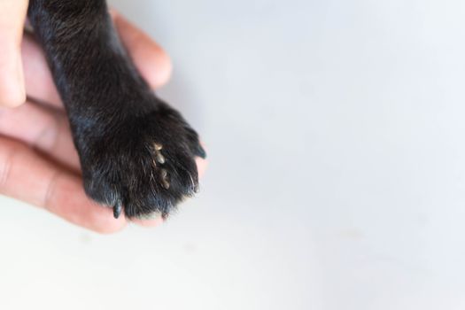 Closeup hand showing big tick parasite on leg dog skin, selectiv