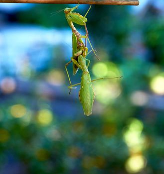 two big green praying mantis on a branch