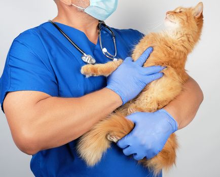 male vet in blue uniform and latex gloves holding an adult fluff
