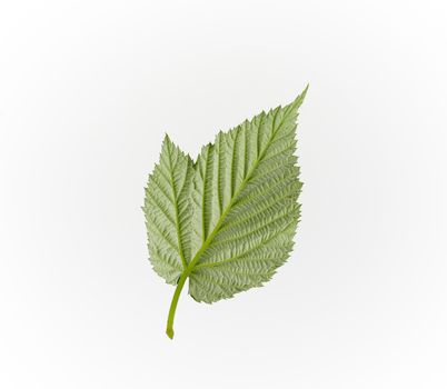 reverse structural side of a green raspberry leaf on a white bac