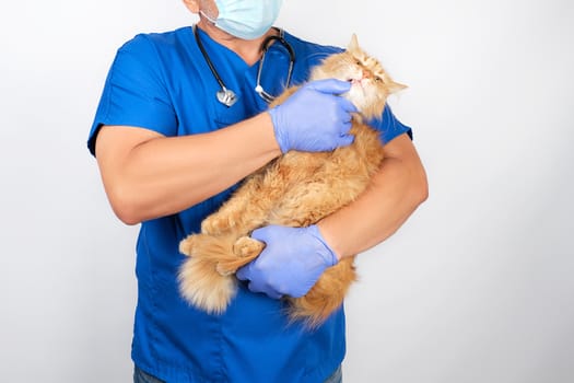 veterinarian in blue uniform, latex gloves holds an adult red cat and conducts a dental examination, white background, animal treatment concept