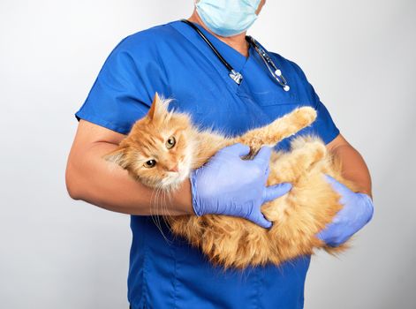 male vet in blue uniform and latex gloves holding an adult fluff