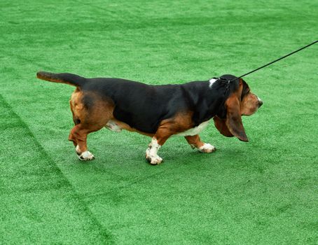 Running adult brown dog  Basset Hound 