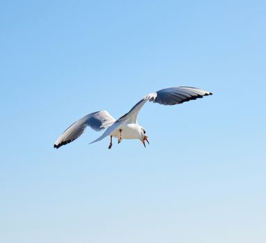 white sea gull flies in the sky
