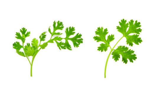 Fresh and green coriander leaves isolation on a white background