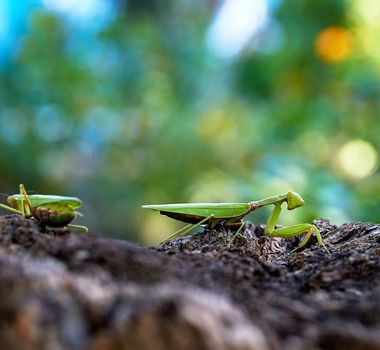 green mantis on a tree trunk, close up