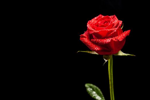 Beautiful red rose as symbol of love over black background