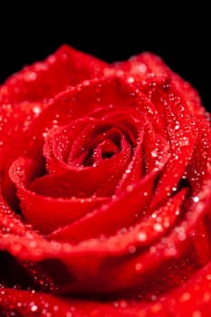 Close up of fresh beautiful red rose over black background
