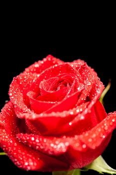 Close up image of colorful red rose over black background