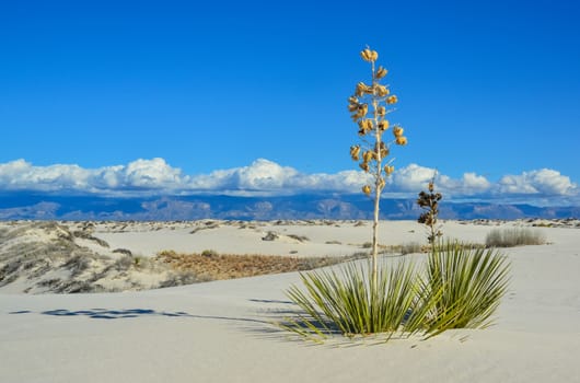 Drought-resistant desert plants and Yucca plants growing