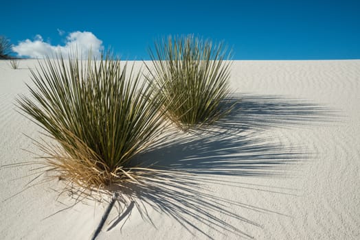 Yucca plants growing in White Sands National Monument