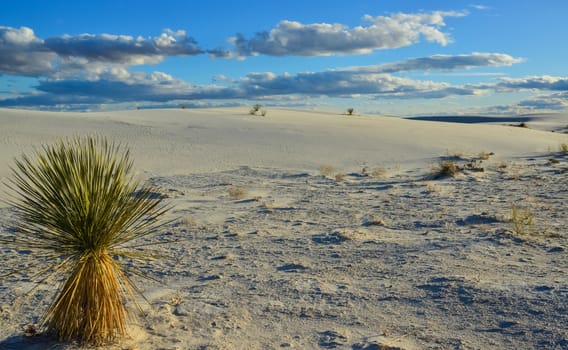 Yucca plants growing in White Sands National Monument