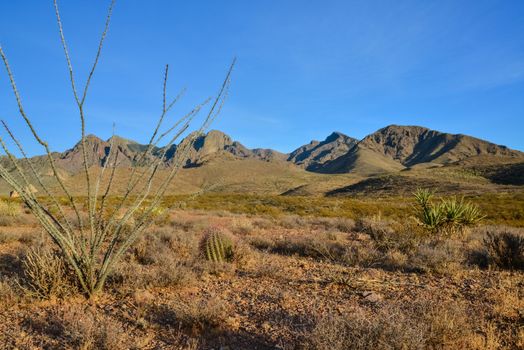 Desert landscape with large plants cactus Ferocactus sp.